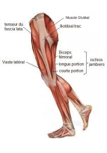 Cariocar anatomie jambe Ilio-tibiale